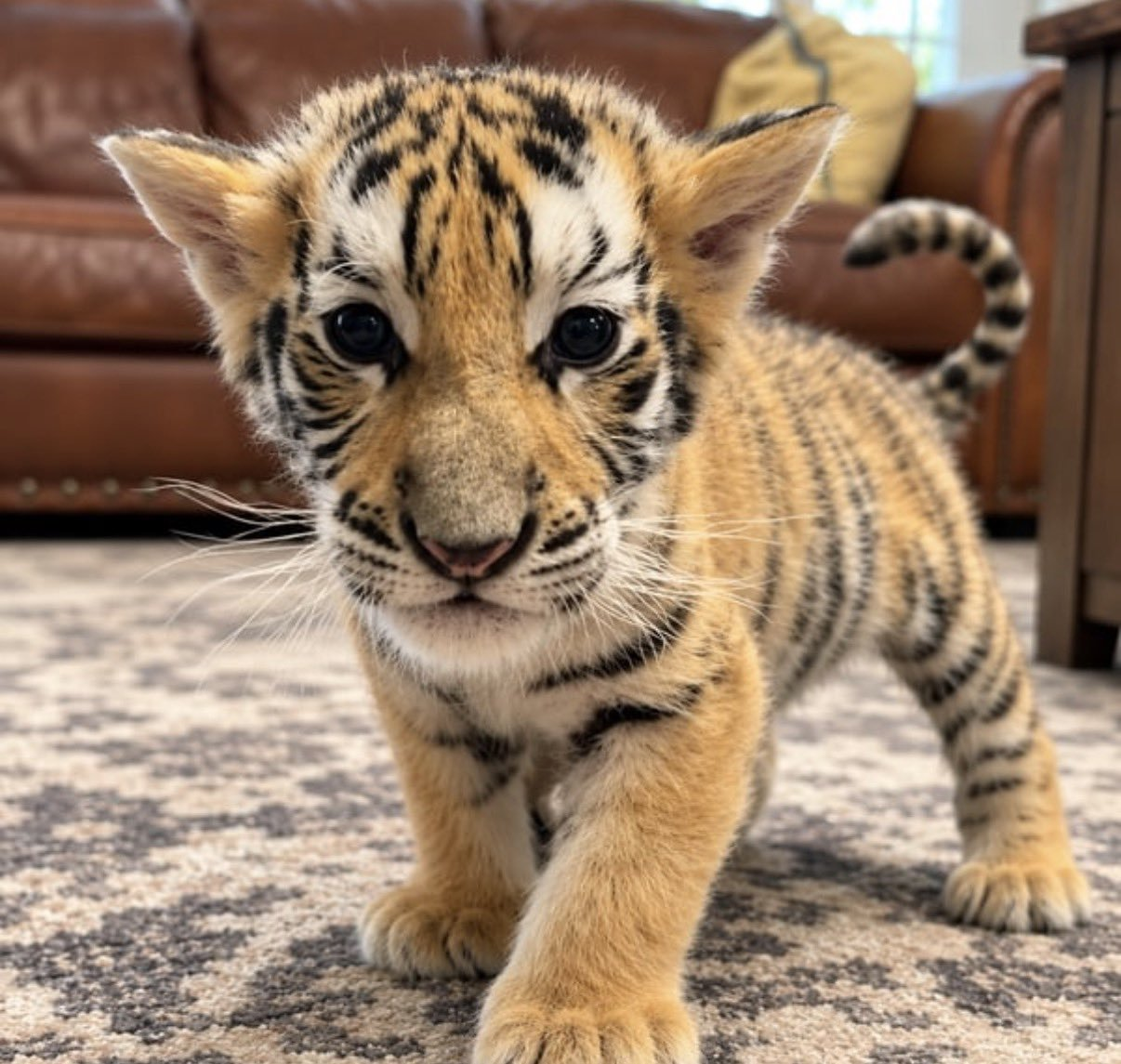 Cash Tiger cub walking toward the camera on a living room carpet